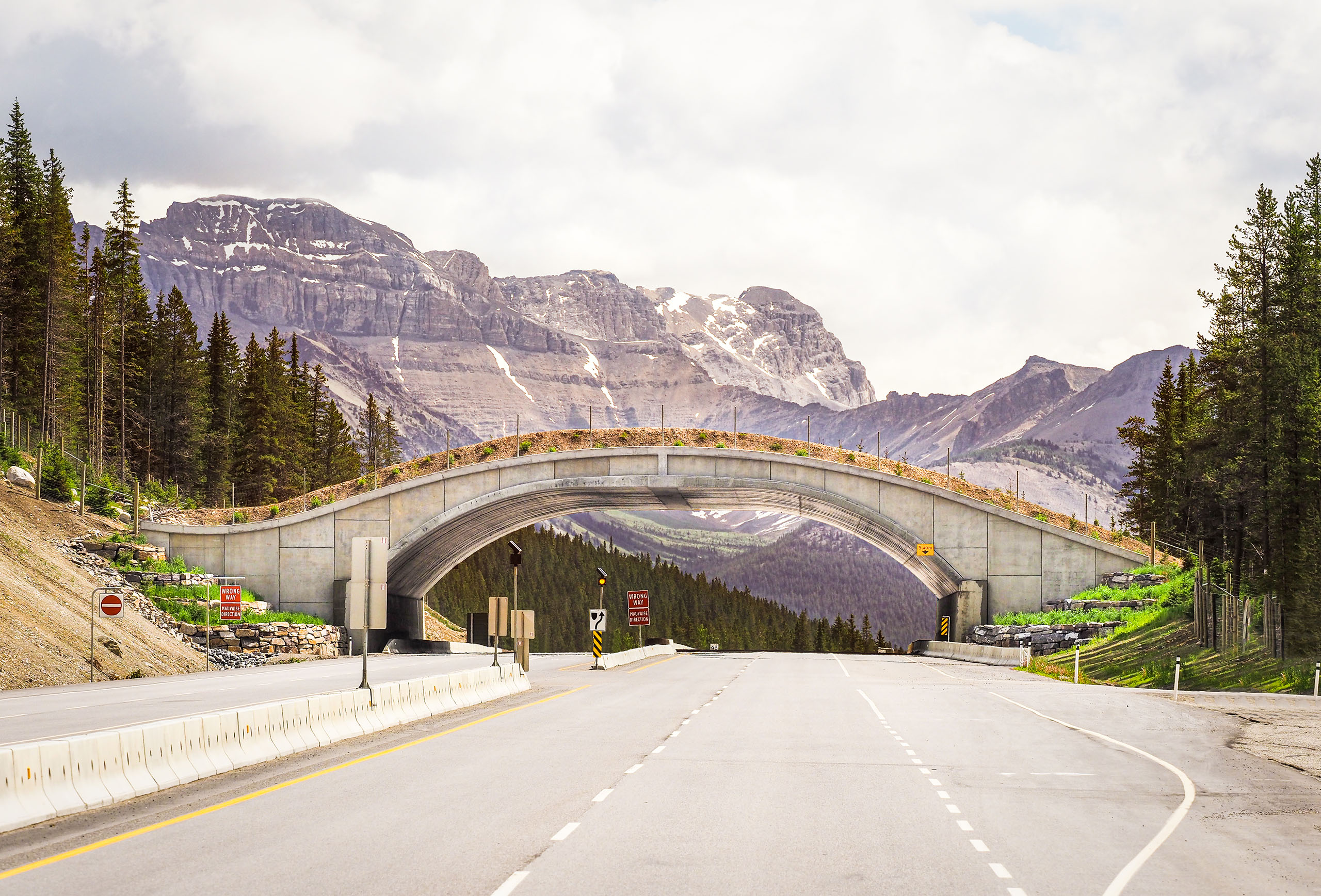 View of the Yoho Wildlife Overpass on a sunny day